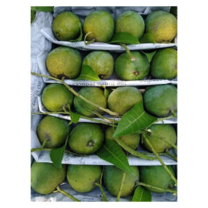 Khirshapat Mango