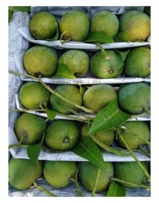 Khirshapat Mango